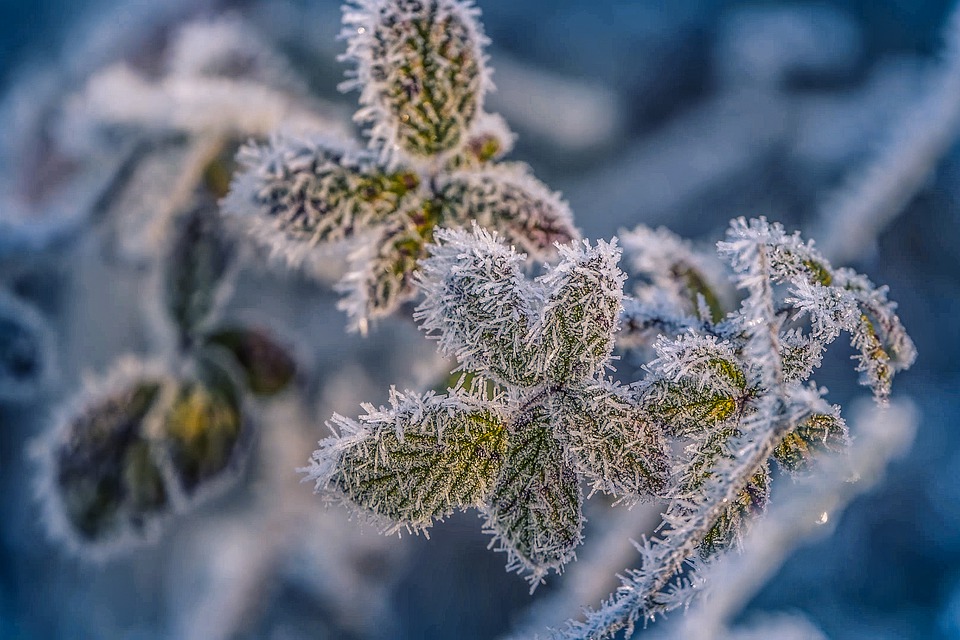 雪化粧